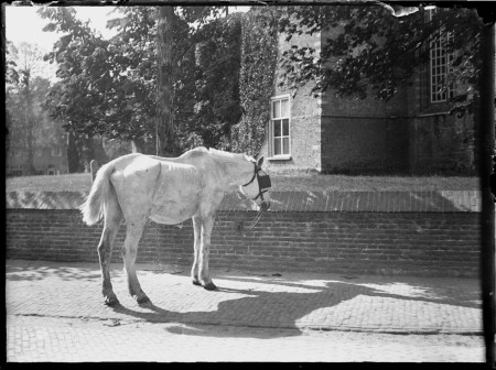 HVB FO 01313  Paard bij de Ruïnekerk