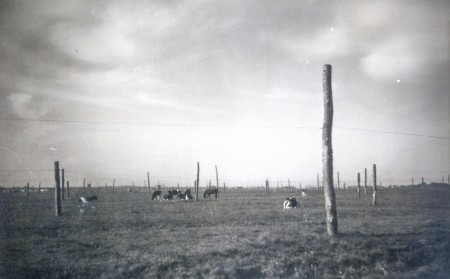 HVB FO 00356  Paalmijnen, Zuurvenspolder 1944